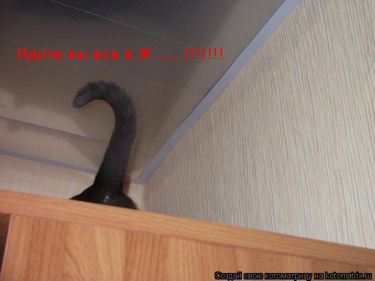 Идите вы все в Ж......!!!!!!!... Котоматрица: Идите вы все в Ж......!!!!!!!