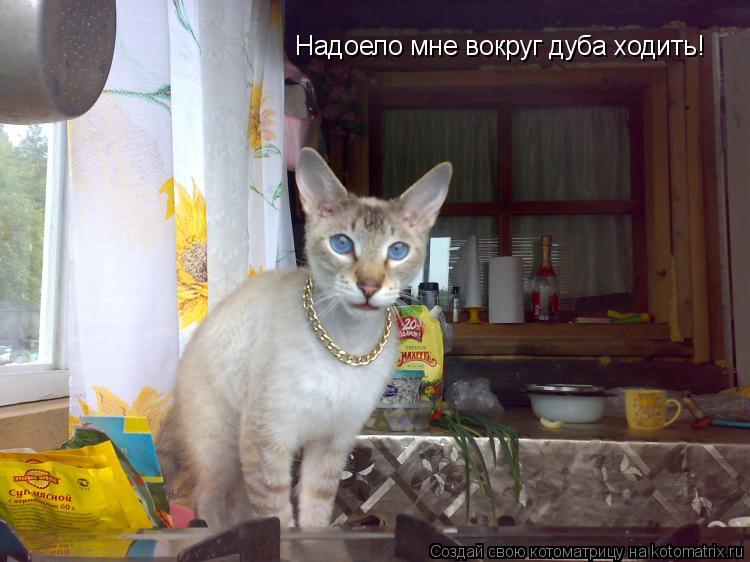 Надоело мне вокруг дуба ходить!... Котоматрица: Надоело мне вокруг дуба ходить!