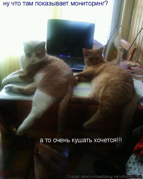 ну что там показывает мониторинг? а то очень кушать хочется!!!... Котоматрица: ну что там показывает мониторинг? а то очень кушать хочется!!!