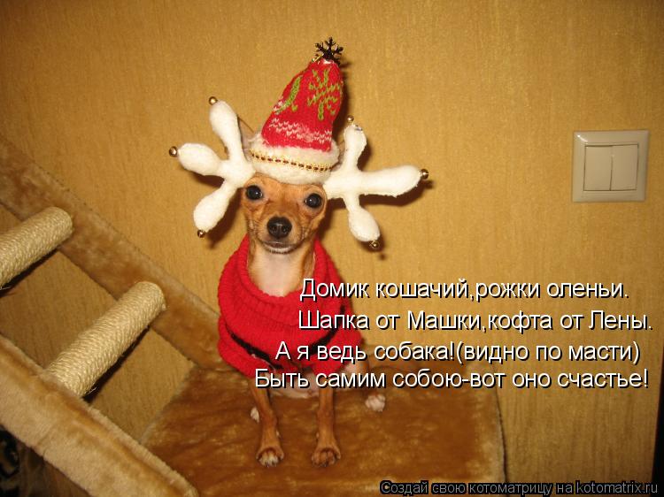 Домик кошачий,рожки оленьи. Шапка от Машки,кофта от Лены. А я ведь собака!(видно по масти) Быть самим... Котоматрица: Домик кошачий,рожки оленьи. Шапка от Машки,кофта от Лены. А я ведь собака!(видно по масти) Быть самим собою-вот оно счастье!