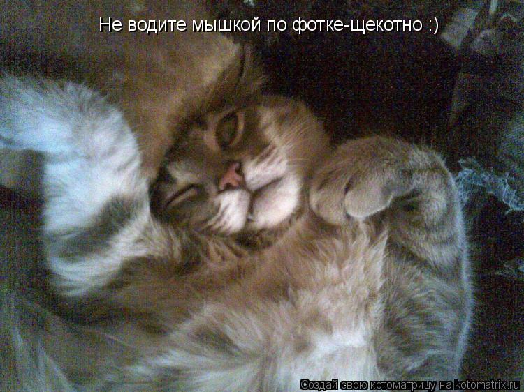 Не водите мышкой по фотке-щекотно :)... Котоматрица: Не водите мышкой по фотке-щекотно :)