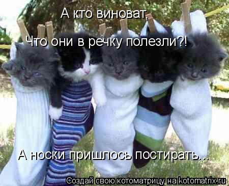 А кто виноват, Что они в речку полезли?! А носки пришлось постирать...... Котоматрица: А кто виноват, Что они в речку полезли?! А носки пришлось постирать...