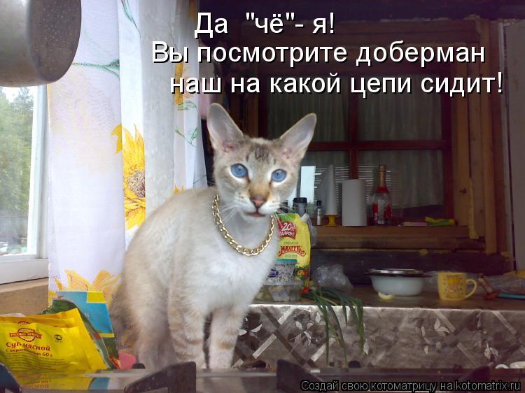 Да "чё"- я! Вы посмотрите доберман наш на какой цепи сидит!... Котоматрица: Да "чё"- я! Вы посмотрите доберман наш на какой цепи сидит!