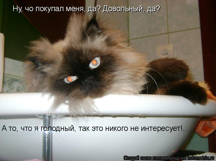 Ну, чо покупал меня, да? Довольный, да? А то, что я голодный, так это никого не интересует!..... Котоматрица: Ну, чо покупал меня, да? Довольный, да? А то, что я голодный, так это никого не интересует!..