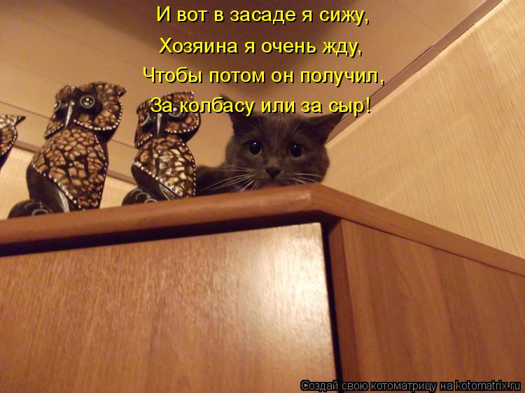 И вот в засаде я сижу, Хозяина я очень жду, Чтобы потом он получил, За колбасу или за сыр!... Котоматрица: И вот в засаде я сижу, Хозяина я очень жду, Чтобы потом он получил, За колбасу или за сыр!