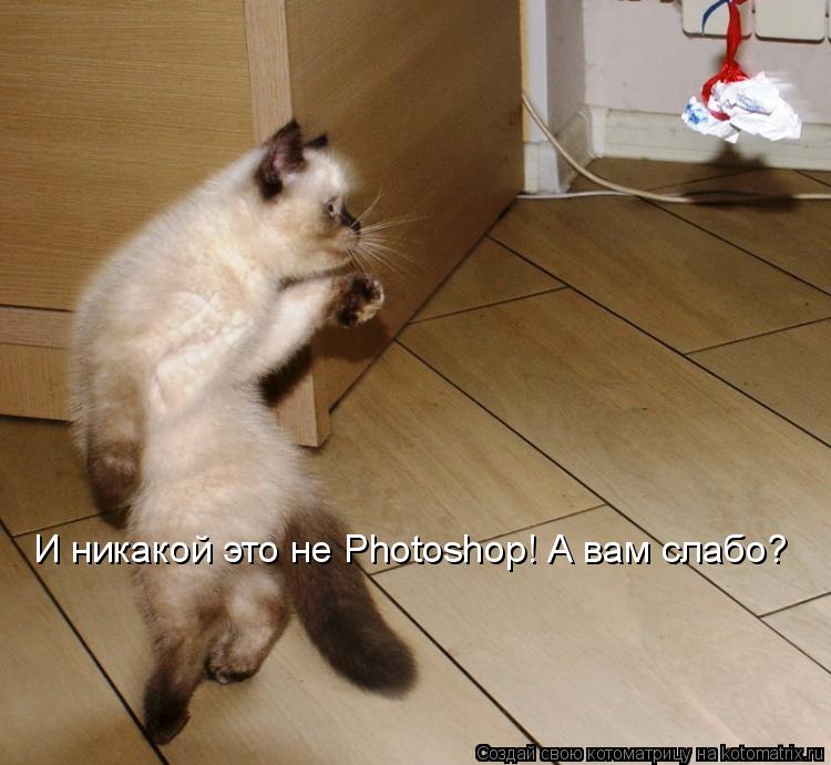 И никакой это не Photoshop! А вам слабо?... Котоматрица: И никакой это не Photoshop! А вам слабо?