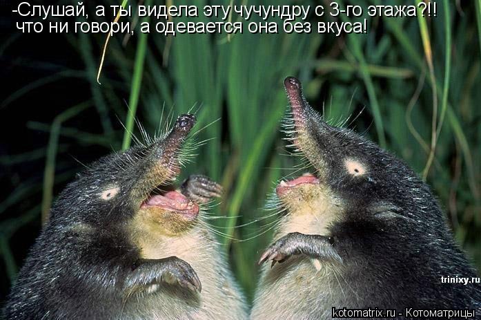 -Cлушай, а ты видела эту чучундру с 3-го этажа?!! что ни говори, а одевается она без вкуса!... Котоматрица: -Cлушай, а ты видела эту чучундру с 3-го этажа?!! что ни говори, а одевается она без вкуса!