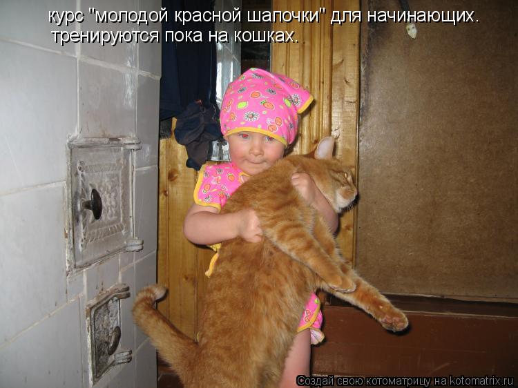 курс "молодой красной шапочки" для начинающих. тренируются пока на кошках.... Котоматрица: курс "молодой красной шапочки" для начинающих. тренируются пока на кошках.