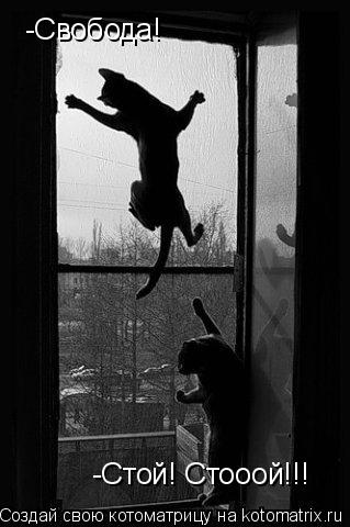 -Свобода! -Стой! Стооой!!!... Котоматрица: -Свобода! -Стой! Стооой!!!