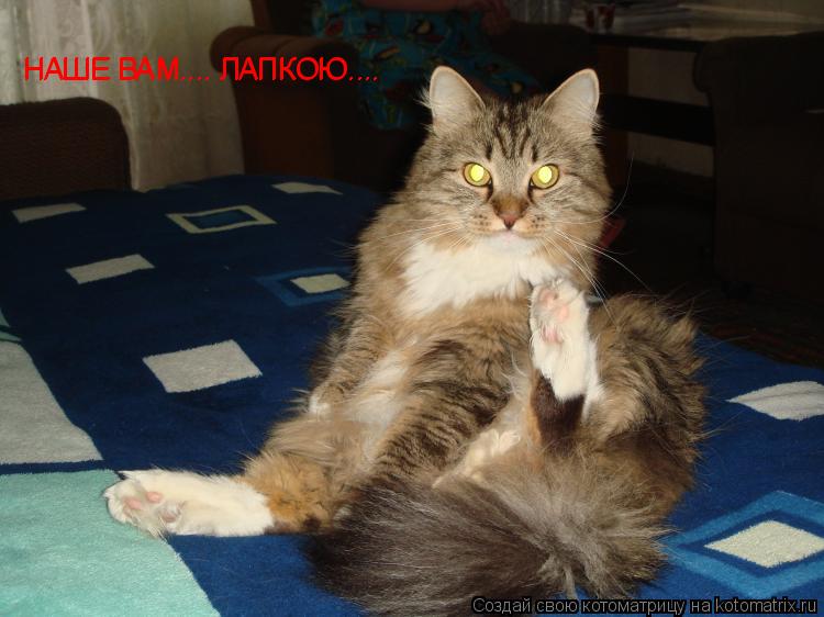 НАШЕ ВАМ.... ЛАПКОЮ.... НАШЕ ВАМ.... ЛАПКОЮ....... Котоматрица: НАШЕ ВАМ.... ЛАПКОЮ.... НАШЕ ВАМ.... ЛАПКОЮ....