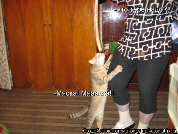 -Что тебе надо?! -Мяска! Мяааска!!!... Котоматрица: -Что тебе надо?! -Мяска! Мяааска!!!