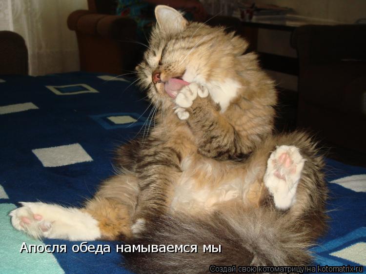 Апосля обеда намываемся мы... Котоматрица: Апосля обеда намываемся мы