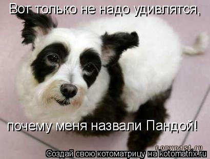 Вот только не надо удивлятся, почему меня назвали Пандой!... Котоматрица: Вот только не надо удивлятся, почему меня назвали Пандой!