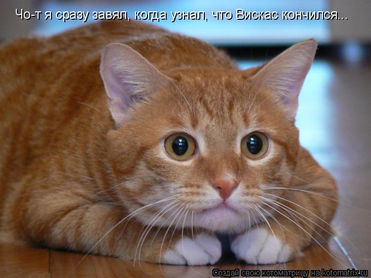 Чо-т я сразу завял, когда узнал, что Вискас кончился...... Котоматрица: Чо-т я сразу завял, когда узнал, что Вискас кончился...