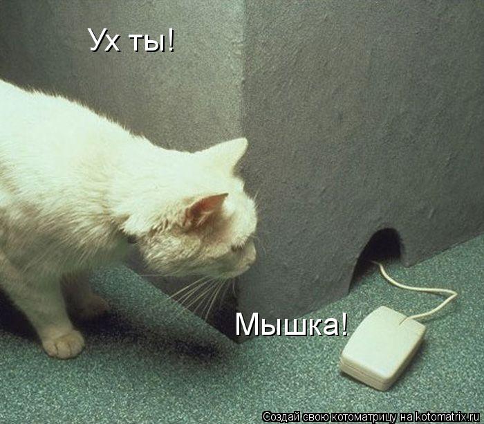 Ух ты! Мышка!... Котоматрица: Ух ты! Мышка!