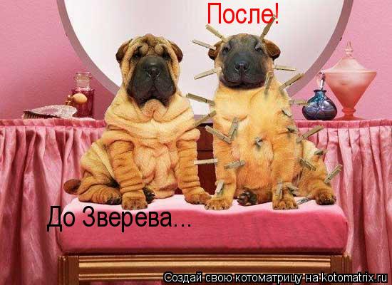 До Зверева... После!... Котоматрица: До Зверева... После!