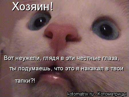 Хозяин! Вот неужели, глядя в эти честные глаза, ты подумаешь, что это я накакал в твои тапки?!... Котоматрица: Хозяин! Вот неужели, глядя в эти честные глаза, ты подумаешь, что это я накакал в твои тапки?!