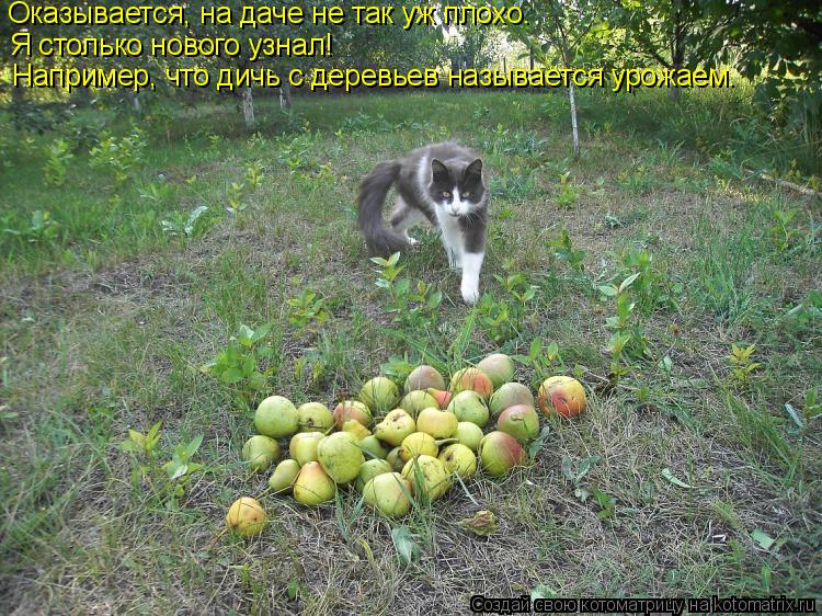 Оказывается, на даче не так уж плохо. Я столько нового узнал! Например, что дичь с деревьев называетс... Котоматрица: Оказывается, на даче не так уж плохо. Я столько нового узнал! Например, что дичь с деревьев называется урожаем.