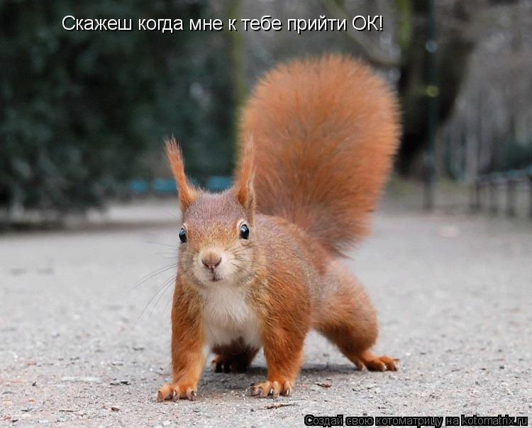 Скажеш когда мне к тебе прийти ОК!... Котоматрица: Скажеш когда мне к тебе прийти ОК!