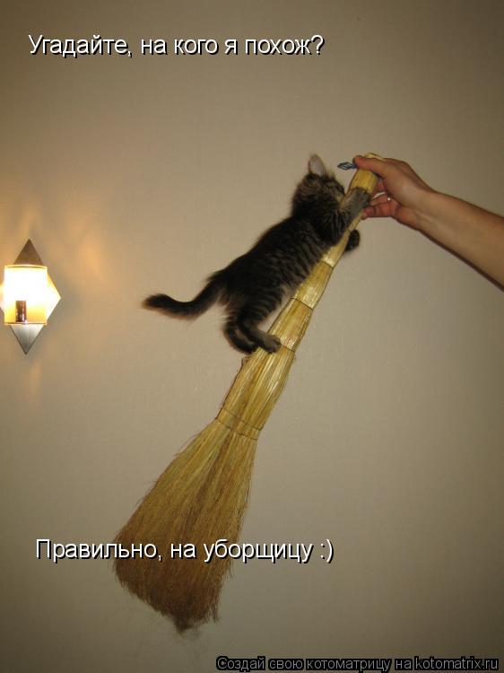 Угадайте, на кого я похож? Правильно, на уборщицу :)... Котоматрица: Угадайте, на кого я похож? Правильно, на уборщицу :)