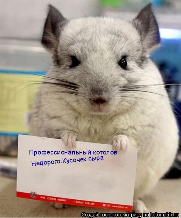 Профессиональный котолов Профессиональный котолов Профессиональный котолов Недорого.Кусочек сыра... Котоматрица: Профессиональный котолов Профессиональный котолов Профессиональный котолов Недорого.Кусочек сыра