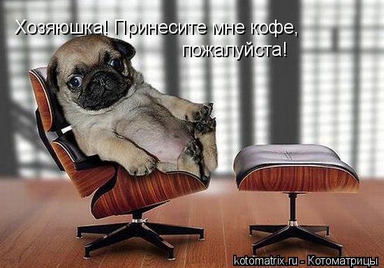 Хозяюшка! Принесите мне кофе, пожалуйста!... Котоматрица: Хозяюшка! Принесите мне кофе, пожалуйста!