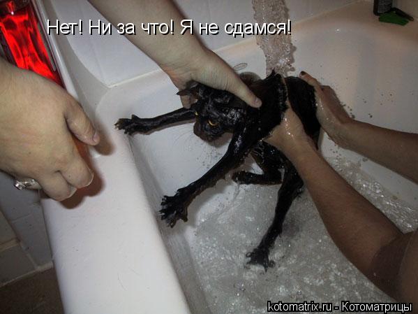 Нет! Ни за что! Я не сдамся!... Котоматрица: Нет! Ни за что! Я не сдамся!