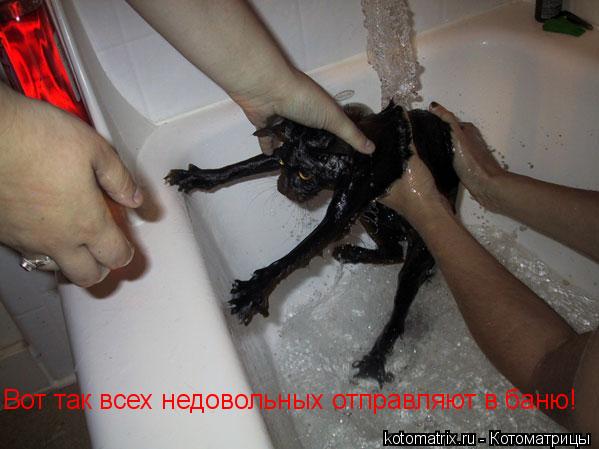 Вот так всех недовольных отправляют в баню!... Котоматрица: Вот так всех недовольных отправляют в баню!