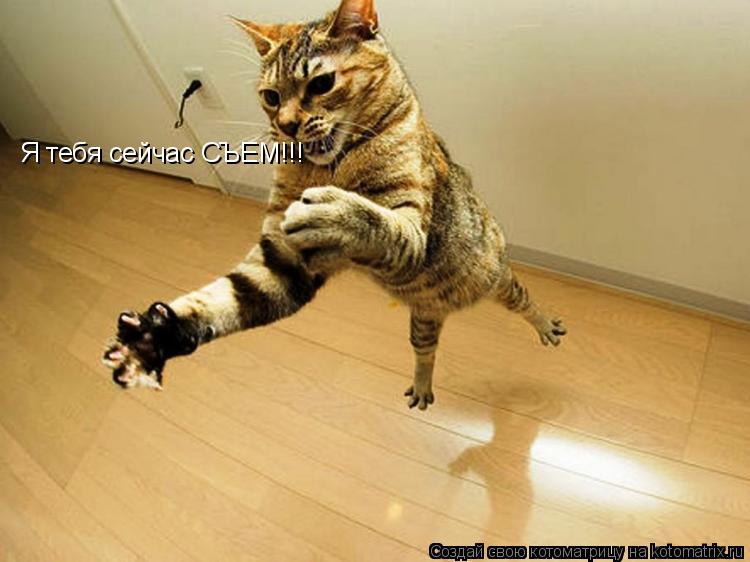 Я тебя сейчас СЪЕМ!!!... Котоматрица: Я тебя сейчас СЪЕМ!!!