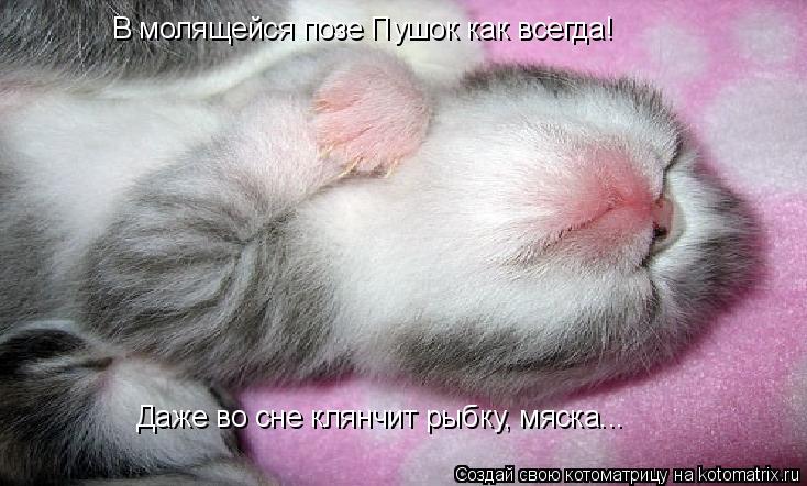 В молящейся позе Пушок как всегда! Даже во сне клянчит рыбку, мяска...... Котоматрица: В молящейся позе Пушок как всегда! Даже во сне клянчит рыбку, мяска...