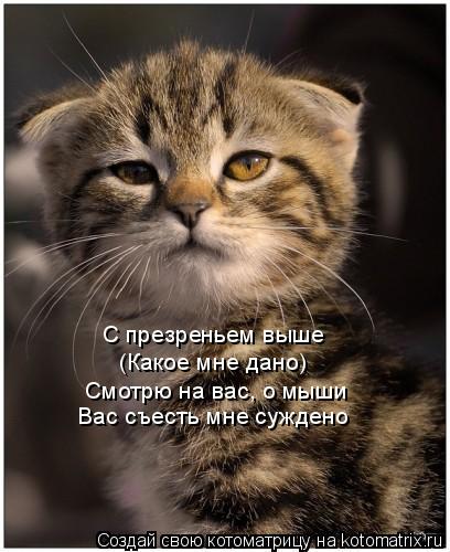 С презреньем выше (Какое мне дано) Смотрю на вас, о мыши Вас съесть мне суждено... Котоматрица: С презреньем выше (Какое мне дано) Смотрю на вас, о мыши Вас съесть мне суждено