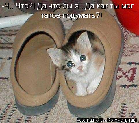 -Ч...Что?! Да что бы я...Да как ты мог такое подумать?!... Котоматрица: -Ч...Что?! Да что бы я...Да как ты мог такое подумать?!