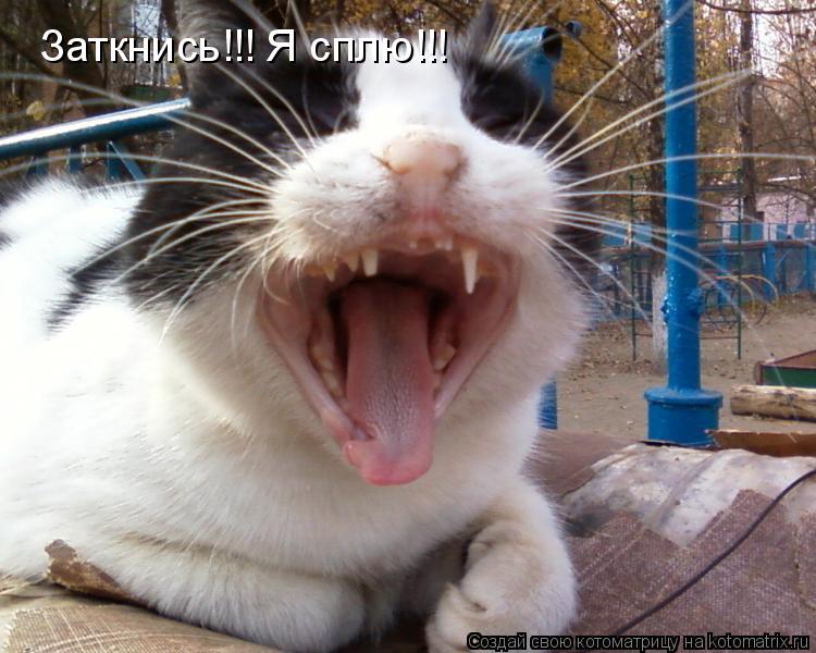 Заткнись!!! Я сплю!!!... Котоматрица: Заткнись!!! Я сплю!!!
