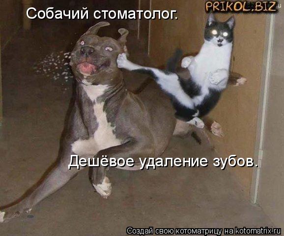 Собачий стоматолог. Дешёвое удаление зубов.... Котоматрица: Собачий стоматолог. Дешёвое удаление зубов.