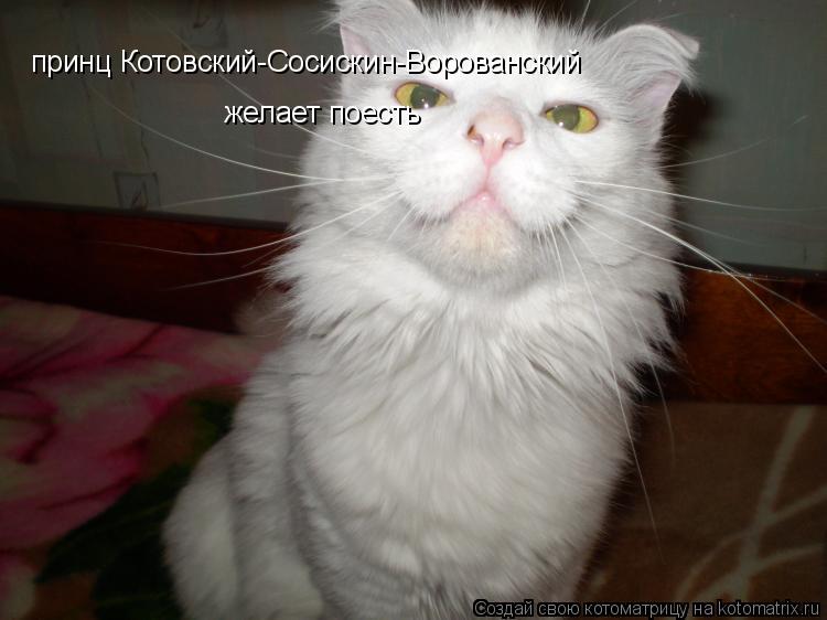 принц Котовский-Сосискин-Ворованский желает поесть... Котоматрица: принц Котовский-Сосискин-Ворованский желает поесть