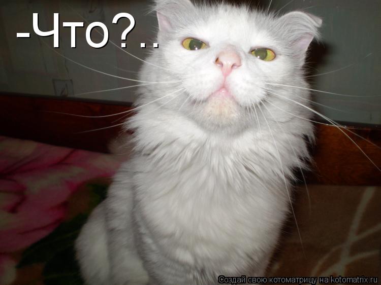 -Что?..... Котоматрица: -Что?..