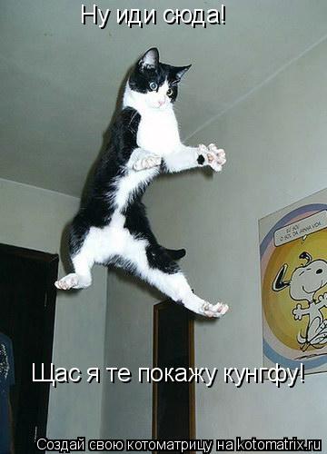 Ну иди сюда! Щас я те покажу кунгфу!... Котоматрица: Ну иди сюда! Щас я те покажу кунгфу!