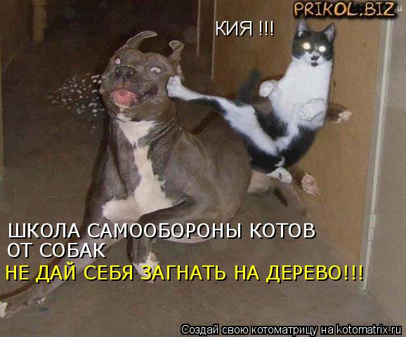 КИЯ !!! ШКОЛА САМООБОРОНЫ КОТОВ ОТ СОБАК НЕ ДАЙ СЕБЯ ЗАГНАТЬ НА ДЕРЕВО!!!... Котоматрица: КИЯ !!! ШКОЛА САМООБОРОНЫ КОТОВ ОТ СОБАК НЕ ДАЙ СЕБЯ ЗАГНАТЬ НА ДЕРЕВО!!!