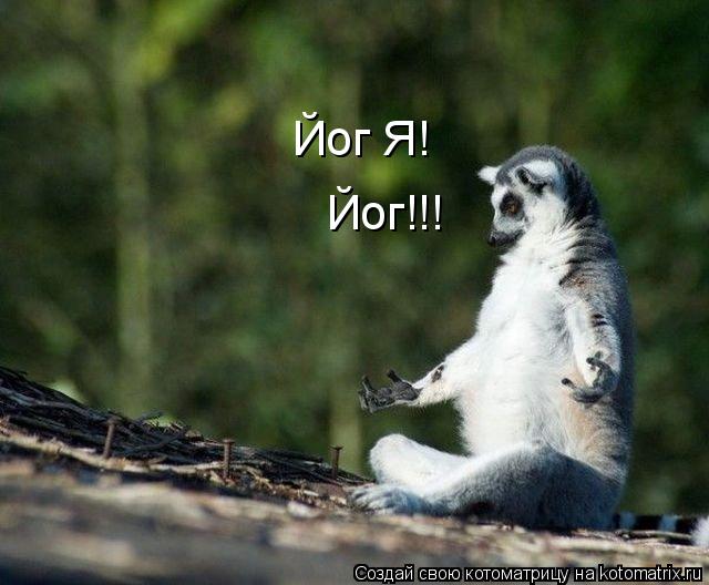 Йог Я! Йог!!!... Котоматрица: Йог Я! Йог!!!
