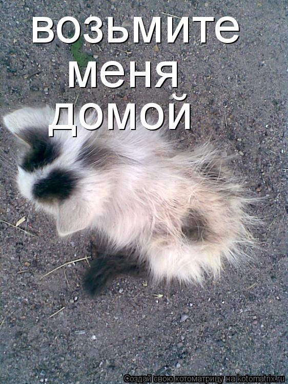 возьмите меня домой... Котоматрица: возьмите меня домой