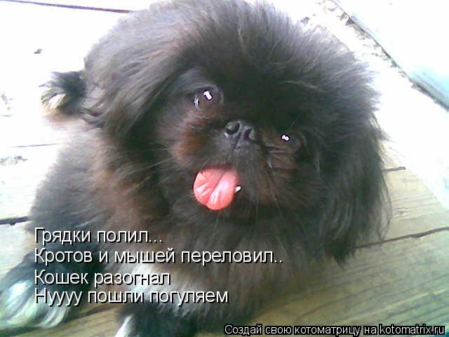 Грядки полил... Кротов и мышей переловил.. Кошек разогнал Нуууу пошли погуляем... Котоматрица: Грядки полил... Кротов и мышей переловил.. Кошек разогнал Нуууу пошли погуляем