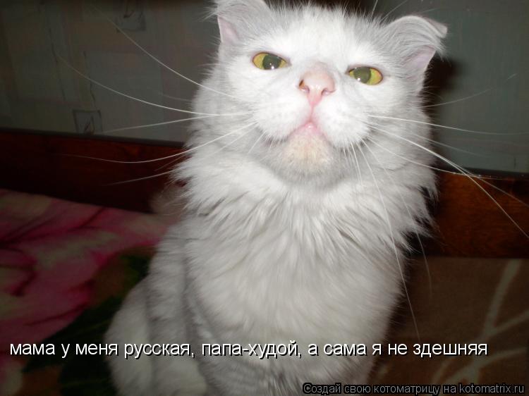 мама у меня русская, папа-худой, а сама я не здешняя... Котоматрица: мама у меня русская, папа-худой, а сама я не здешняя