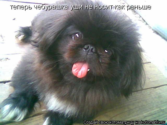 теперь чебурашка уши не носит как раньше... Котоматрица: теперь чебурашка уши не носит как раньше