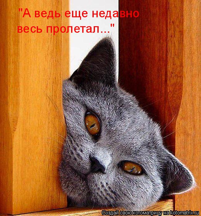 "А ведь еще недавно весь пролетал..."... Котоматрица: "А ведь еще недавно весь пролетал..."