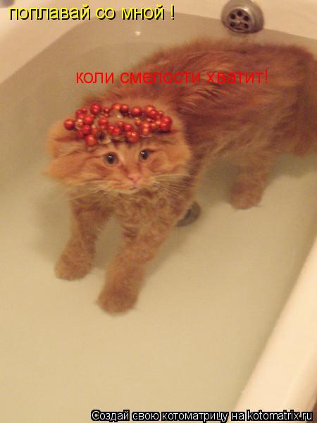 поплавай со мной ! коли смелости хватит!... Котоматрица: поплавай со мной ! коли смелости хватит!