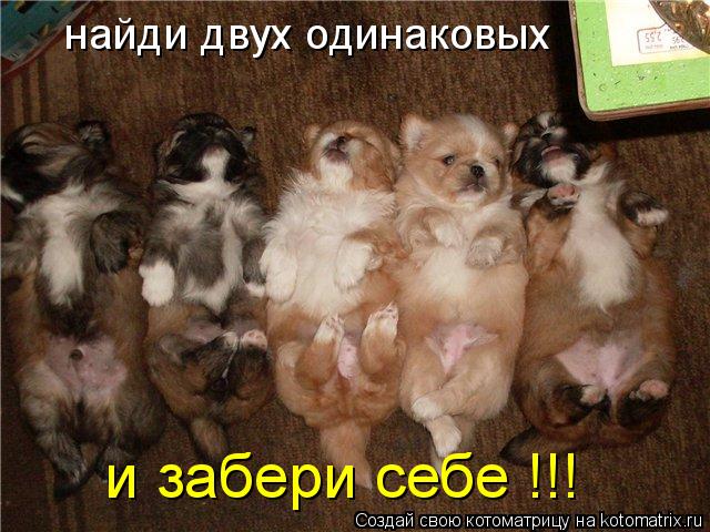найди двух одинаковых и забери себе !!!... Котоматрица: найди двух одинаковых и забери себе !!!