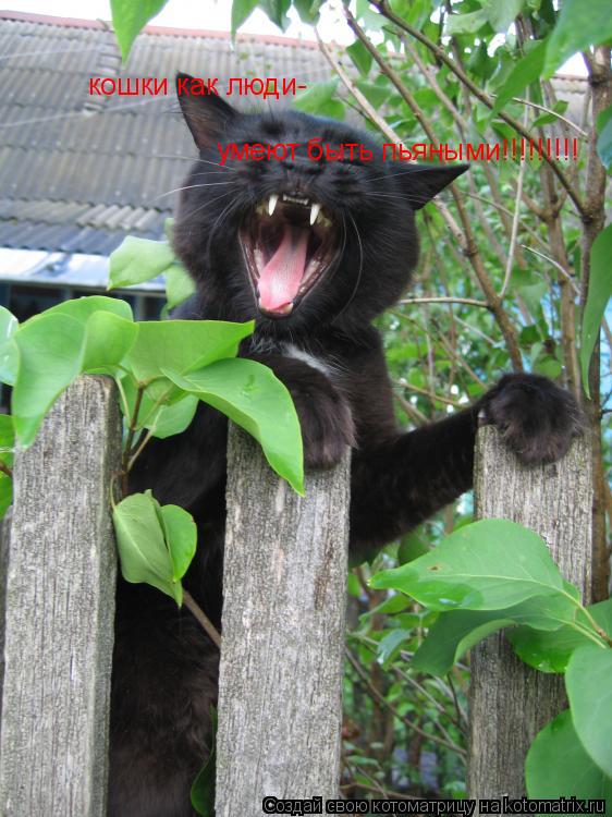 кошки как люди- умеют быть пьяными!!!!!!!!!... Котоматрица: кошки как люди- умеют быть пьяными!!!!!!!!!