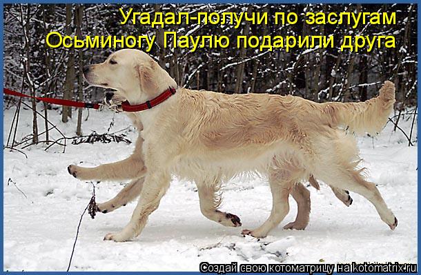 Угадал-получи по заслугам Осьминогу Паулю подарили друга... Котоматрица: Угадал-получи по заслугам Осьминогу Паулю подарили друга