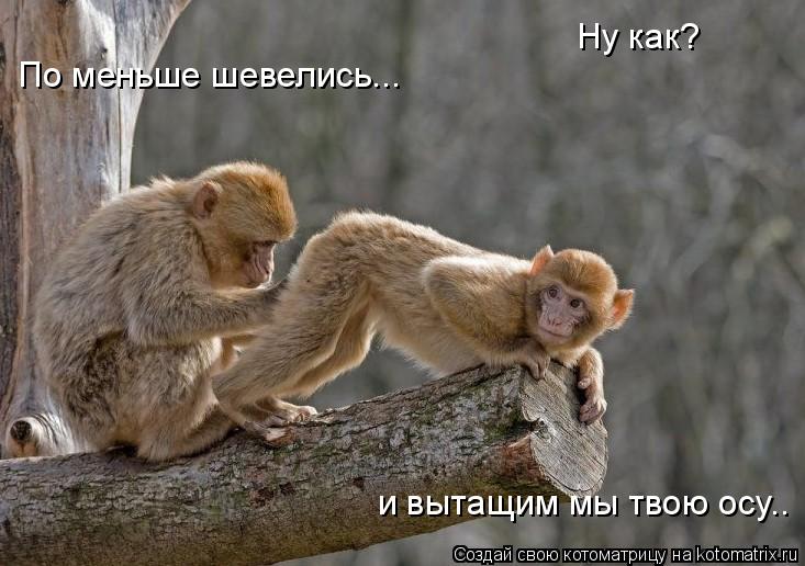 Ну как? По меньше шевелись... и вытащим мы твою осу..... Котоматрица: Ну как? По меньше шевелись... и вытащим мы твою осу..