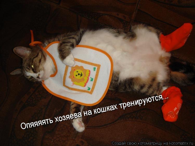 Опяяяять хозяева на кошках тренируются...... Котоматрица: Опяяяять хозяева на кошках тренируются...